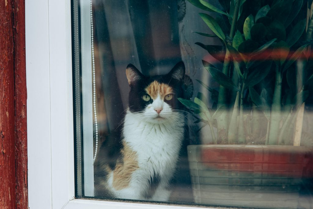 Cat staring through the window in Vilnius